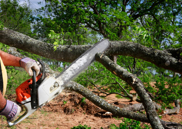 How Our Tree Care Process Works  in  Bessemer, MI